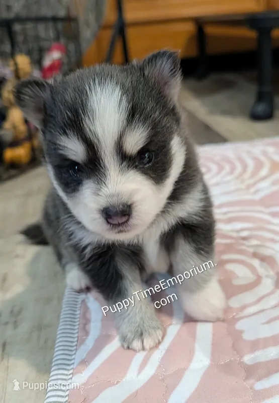 Gruyere-blue – Pomsky puppy for sale in Spring Hill, FL