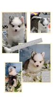 Bessie, a female American Eskimo and Pomsky for sale in Spring Hill, FL – 8 of 8