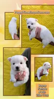 Rayne, a female Pomsky for sale in Spring Hill, FL – 6 of 7