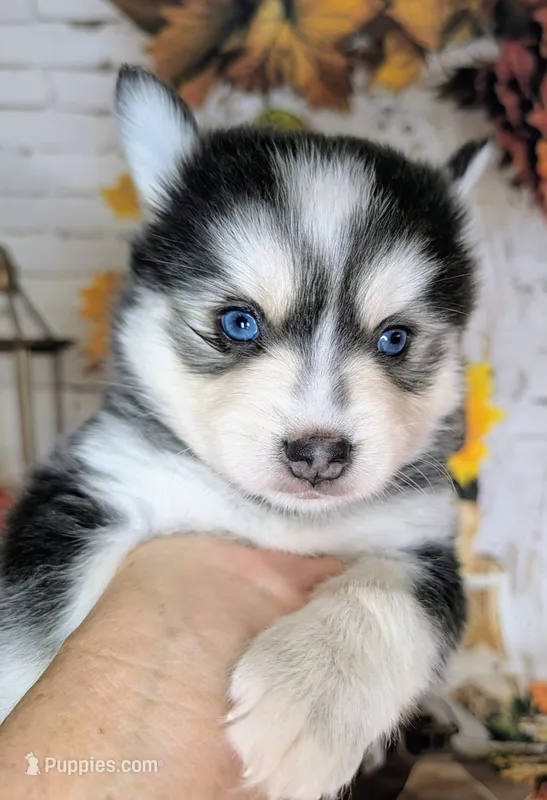 Misty  – Pomsky puppy for sale in Spring Hill, FL