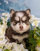 Penny, a female Pomsky for sale in Spring Hill, FL – 4 of 7