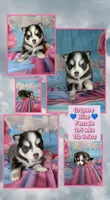Gruyere-blue, a female Pomsky for sale in Spring Hill, FL – 4 of 4
