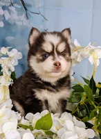 Penny, a female Pomsky for sale in Spring Hill, FL – 5 of 7