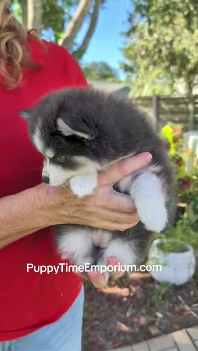 Gruyere-blue-toy, a female Pomsky for sale in Spring Hill, FL – 8 of 9