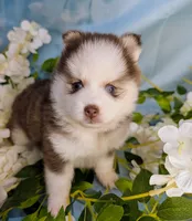 Pixie, a female Pomsky for sale in Spring Hill, FL – 3 of 5