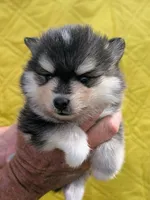 Hickory, a male Pomsky for sale in Spring Hill, FL – 3 of 6