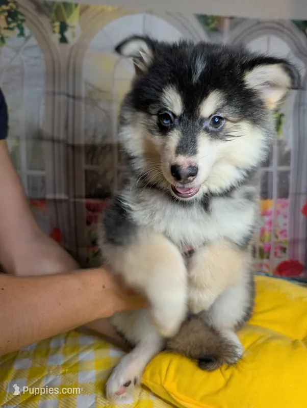 Neutron – American Eskimo, Pomsky puppy for sale in Spring Hill, FL