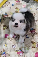 Beech - Toy, a male Pomsky for sale in Spring Hill, FL – 3 of 8