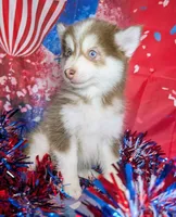 Vernon, a male American Eskimo and Pomsky for sale in Spring Hill, FL – 7 of 7