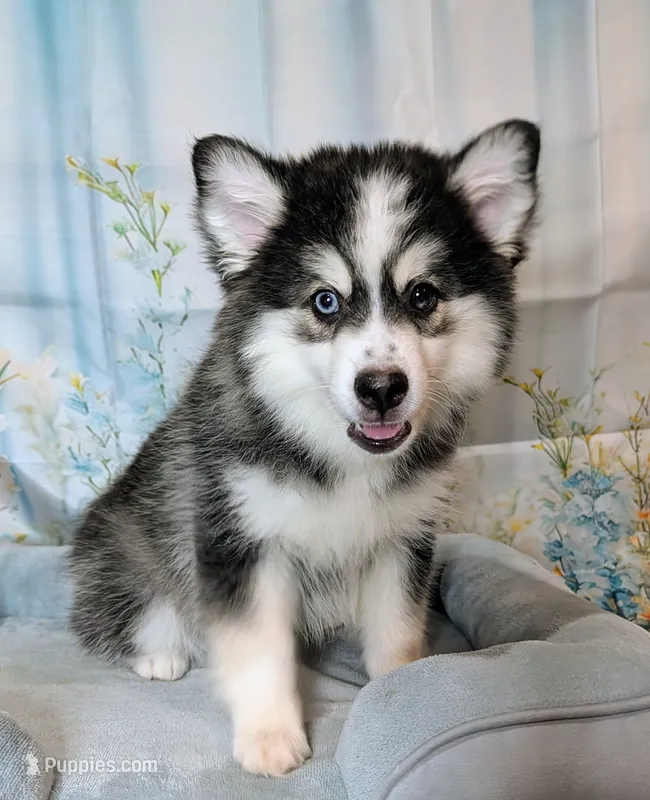 Falcon – American Eskimo, Pomsky puppy for sale in Spring Hill, FL