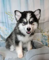 Falcon, a male American Eskimo and Pomsky for sale in Spring Hill, FL – 2 of 10