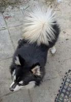 Carter, a male American Eskimo and Pomsky for sale in Spring Hill, FL – 6 of 6