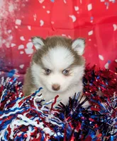 Pixie, a female Pomsky for sale in Spring Hill, FL – 4 of 5