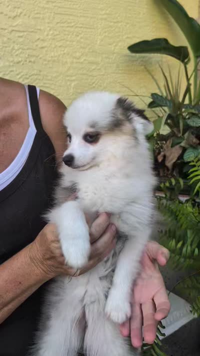Bessie, a female American Eskimo and Pomsky for sale in Spring Hill, FL – 10 of 10