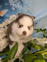 Pixie, a female Pomsky for sale in Spring Hill, FL – 5 of 5