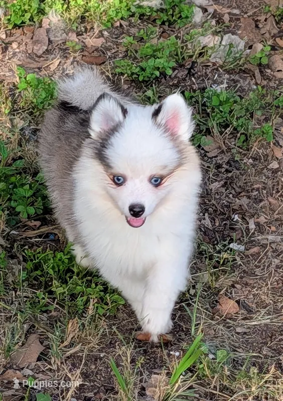 Bessie – American Eskimo, Pomsky puppy for sale in Spring Hill, FL