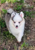 Bessie, a female American Eskimo and Pomsky for sale in Spring Hill, FL – 3 of 10