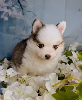 Bessie, a female American Eskimo and Pomsky for sale in Spring Hill, FL – 4 of 8