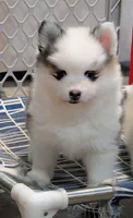 Bessie, a female American Eskimo and Pomsky for sale in Spring Hill, FL – 2 of 8