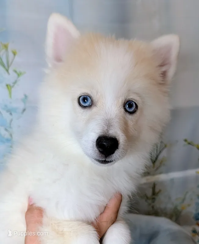 Victor  – American Eskimo, Pomsky puppy for sale in Spring Hill, FL