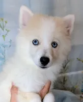 Victor , a male American Eskimo and Pomsky for sale in Spring Hill, FL – 5 of 10