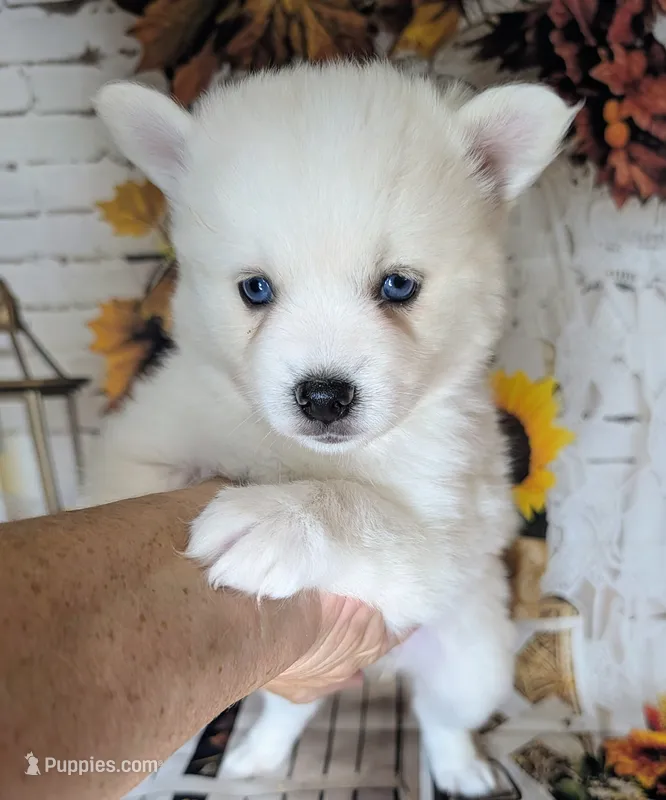 Rayne – Pomsky puppy for sale in Spring Hill, FL