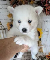 Rayne, a female Pomsky for sale in Spring Hill, FL – 1 of 7