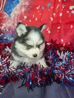 Polly, a female Pomsky for sale in Spring Hill, FL – 5 of 6