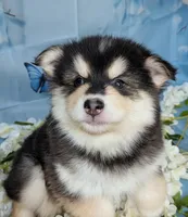 Atlas, a male American Eskimo and Pomsky for sale in Spring Hill, FL – 2 of 5