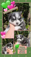 Gruyere-blue-toy, a female Pomsky for sale in Spring Hill, FL – 5 of 9