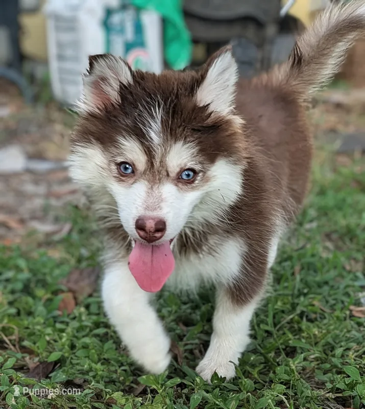 Vernon – American Eskimo, Pomsky puppy for sale in Spring Hill, FL