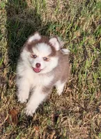 Pixie, a female Pomsky for sale in Spring Hill, FL – 3 of 10