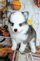 Beech - Toy, a male Pomsky for sale in Spring Hill, FL – 4 of 8