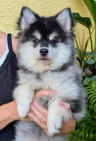 Atlas, a male American Eskimo and Pomsky for sale in Spring Hill, FL – 1 of 10