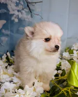 Elsie, a female American Eskimo and Pomsky for sale in Spring Hill, FL – 4 of 8