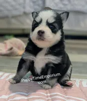 Brie , a female Pomsky for sale in Spring Hill, FL – 3 of 5