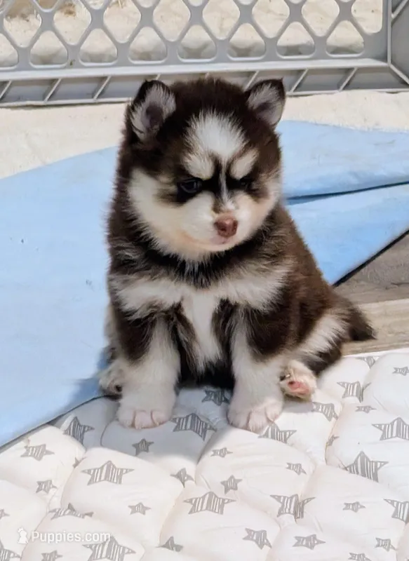 Penny – Pomsky puppy for sale in Spring Hill, FL