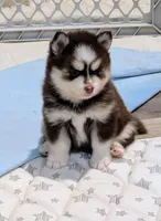 Penny, a female Pomsky for sale in Spring Hill, FL – 1 of 7