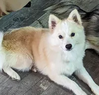 Ava, a female American Eskimo and Pomsky for sale in Spring Hill, FL – Photo 3 of 3