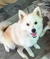 Ava, a female American Eskimo and Pomsky for sale in Spring Hill, FL – Photo 1 of 3