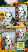 Beech - Toy, a male Pomsky for sale in Spring Hill, FL – 8 of 8