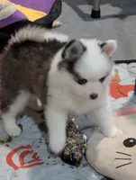 Bessie, a female American Eskimo and Pomsky for sale in Spring Hill, FL – 6 of 8