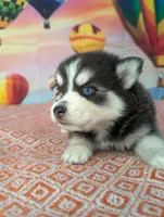 Lightning , a male American Eskimo and Pomsky for sale in Spring Hill, FL – Photo 4 of 5
