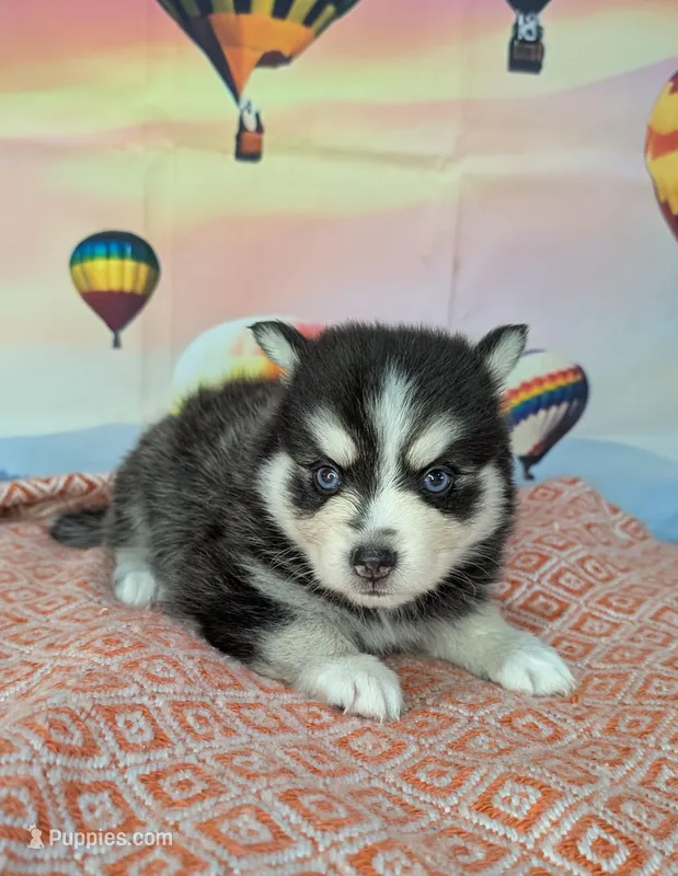 Lightning  – American Eskimo, Pomsky puppy for sale in Spring Hill, FL