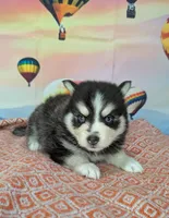 Lightning , a male American Eskimo and Pomsky for sale in Spring Hill, FL – Photo 1 of 5