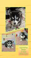 Lightning , a male American Eskimo and Pomsky for sale in Spring Hill, FL – Photo 5 of 5