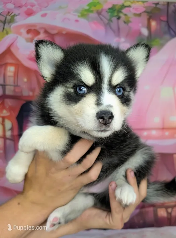 Lightning  – American Eskimo, Pomsky puppy on hold in Spring Hill, FL