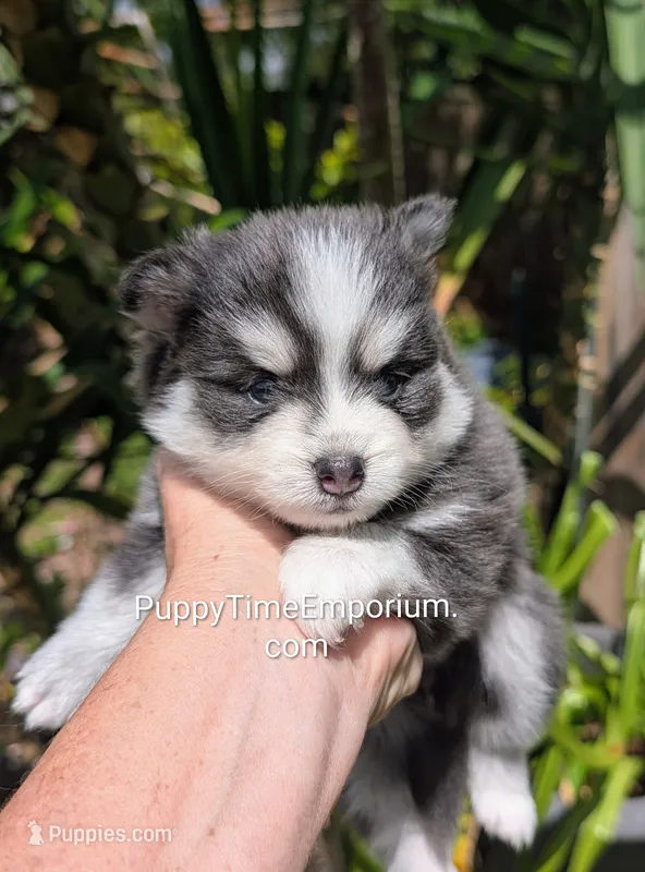 Gruyere-blue – Pomsky puppy for sale in Spring Hill, FL