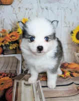 Beech - Toy, a male Pomsky for sale in Spring Hill, FL – 6 of 8