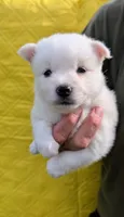 Rayne, a female Pomsky for sale in Spring Hill, FL – 3 of 7